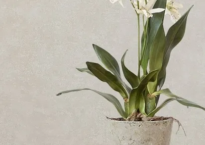 Обои Sirpi Academy a tribute to Gustav Klimt 25668